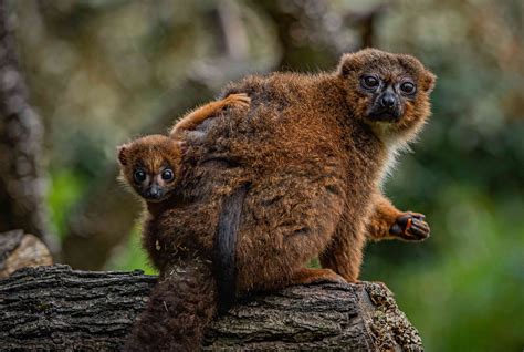 Red Bellied Lemur Born At Uk Zoo