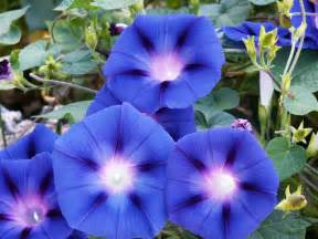 A signature color is different than a favorite color although for some people they many be one and the same. Morning Glory vs. Morning Glory | FormLA Landscaping