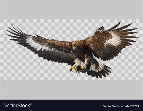 Golden Eagle Landing Hand Draw And Paint On Grey Vector Image