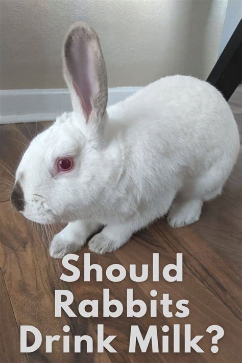Can Rabbits Drink Milk? - Every Bunny Welcome