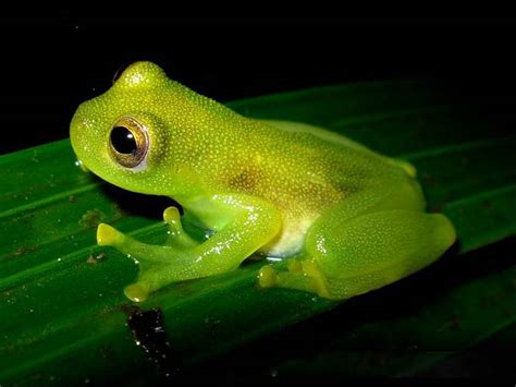 The glass frogs are frogs of the amphibian family centrolenidae. Glass frog - Simple English Wikipedia, the free encyclopedia