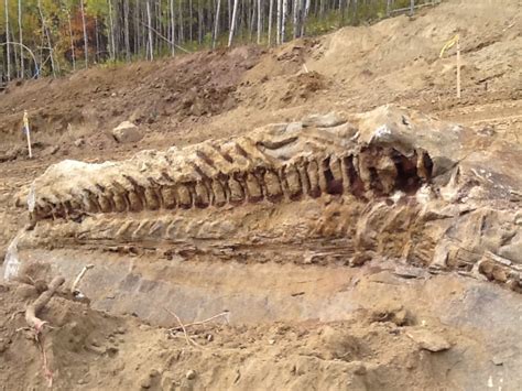 Massive Dinosaur Fossil Unearthed By Alberta Pipeline Crew Cbc News