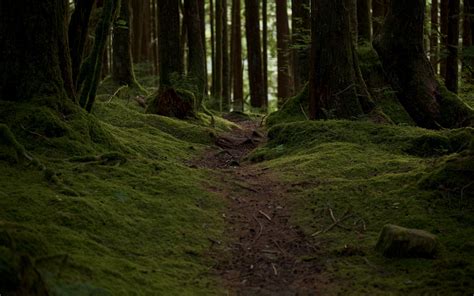 Download Wallpaper 2560x1600 Trail Moss Trees Forest Nature