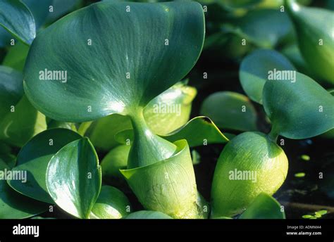 Waterhyacinth Common Water Hyacinth Eichhornia Crassipes Leaves