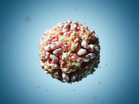 Human Rhinovirus 16 Particle Photograph By Scieproscience Photo