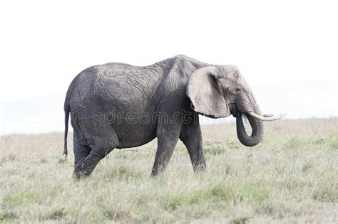 La Hembra Del Elefante Come La Hierba En La Sabana Africana Foto De