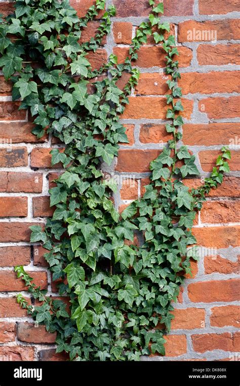 Ivy Growing Attractively On A Wall Of Soft Red Suffolk Bricks Stock
