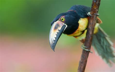 Toucan Parrot Bird Tropical 17 Wallpapers Hd Desktop And Mobile Backgrounds