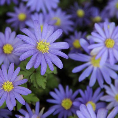 Free worldwide shipping for orders over 90 €. Anemone blanda 'Blue Shades'