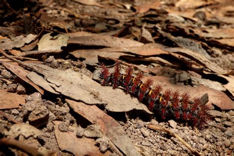 Hal ini mengacu pada tanaman budidaya, tanaman padi juga dipergunakan untuk mengacu beberapa jenis padi dari genus. Gambar : alam, daun, margasatwa, serangga, tanah, fauna ...