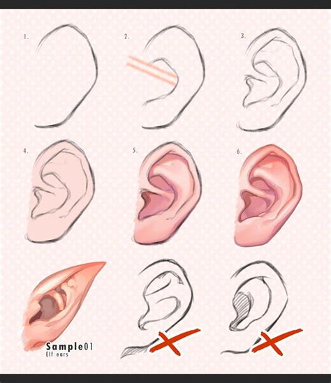 Ear Drawing Reference At Getdrawings Free Download