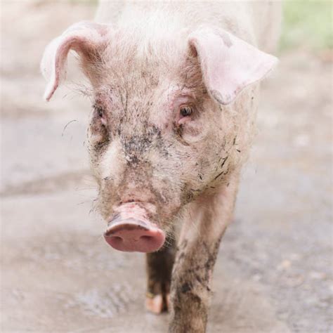 Sad Pig Face Closeup Stock Photos Pictures And Royalty Free Images Istock