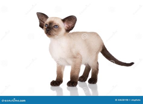 Purebred Siamese Kitten Stock Photo Image Of Alert Oriental 44638198