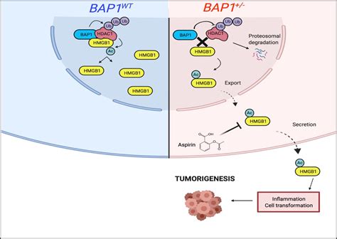 Bap1 Forms A Trimer With Hmgb1 And Hdac1 That Modulates Gene × Environment Interaction With