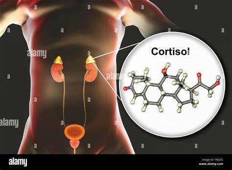 Hormone Cortisol Molecule And Adrenal Gland Illustration Stock Photo
