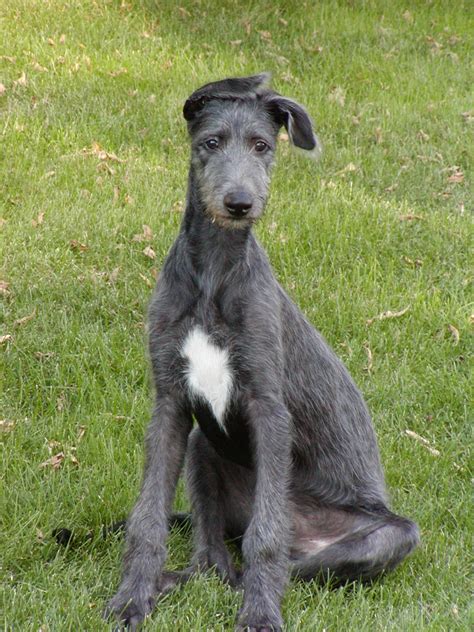 1000 Images About Scottish Deerhound On Pinterest Scottish Deerhound