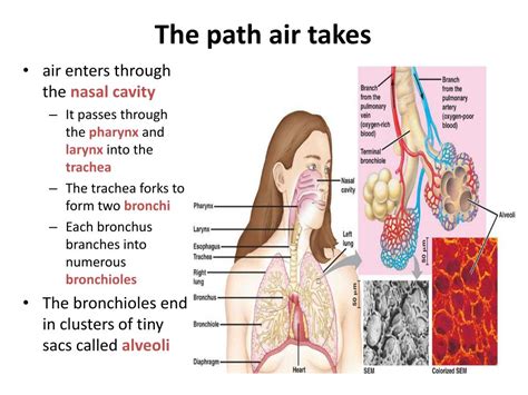 Ppt 202 The Respiratory System The Exchange Of Gases Powerpoint Presentation Id6532634