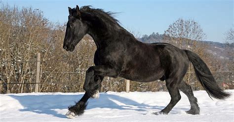 12 Of The Most Unique And Beautiful Horse Breeds In The World
