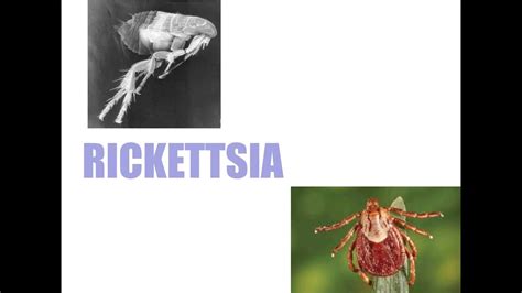 Rickettsia Microbiology Summarized Youtube
