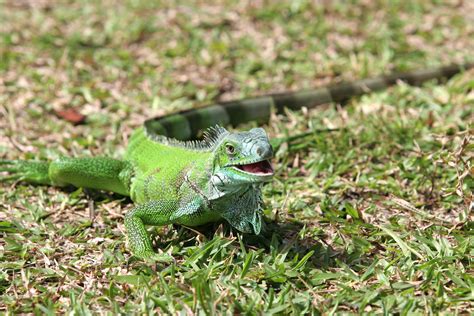 Filegreen Iguana Iguana Wikimedia Commons