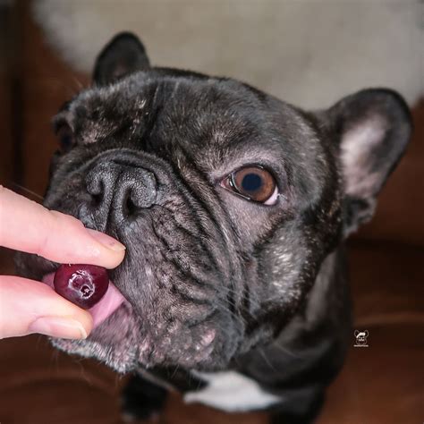 Do French Bulldogs Get Warts