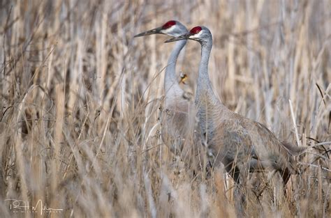 Two Of A Kind A Mating Pair Of Sandhill Cranes Reed Miller Flickr