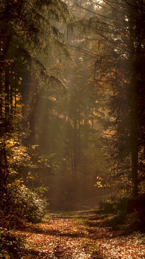 Herbstsonne Im Pfälzer Wald Foto And Bild Anfängerecke Nachgefragt