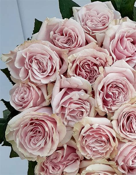 Pink Mondial Roses Cvjetni Atelier Hedera
