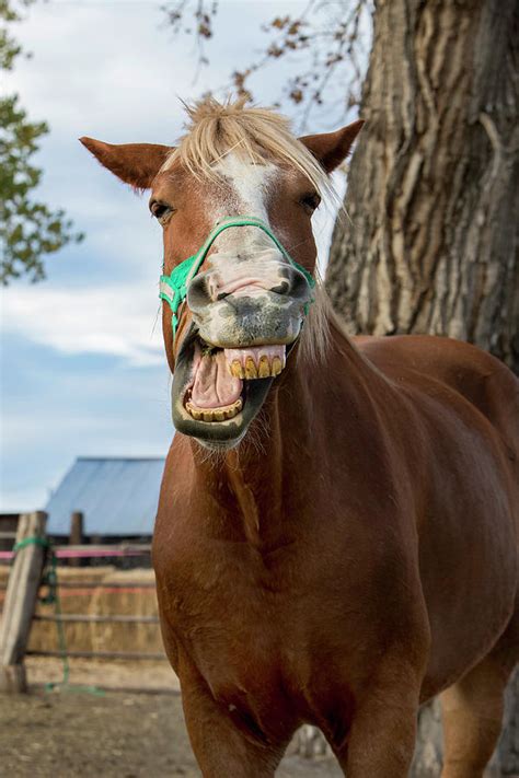 Horse Making Funny Face While Yawning Photograph By Alexandra Simone
