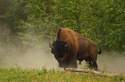 Bison Buffalo Desktop American Wallpapers Animals Animal
