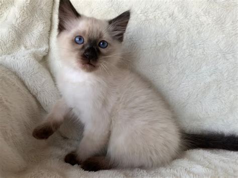 Long Hair Siamese Kittens Balinese Long Haired Siamese Cat Breed 616