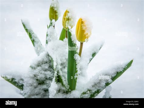 Natural Weather Anomaly Snow Covered Tulip Flowers Spring Yellow