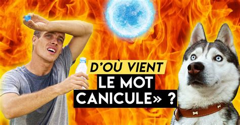 TENDANCE DES NEWS D où vient le mot canicule