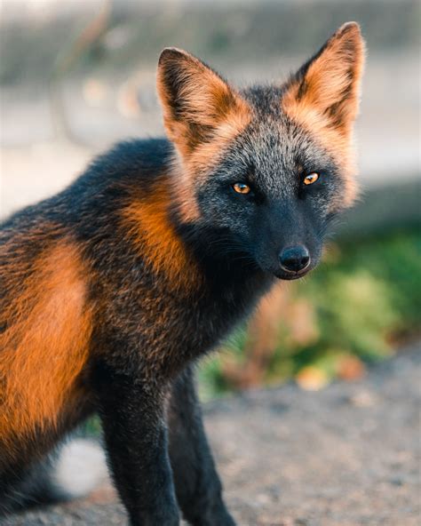 Let These Photos Take You Inside The Life Of A Cross Fox Animals And