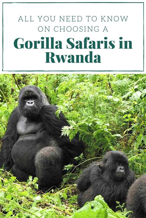 Gorilla Safaris In Africa The Best Way To Go On Mountain Gorillas