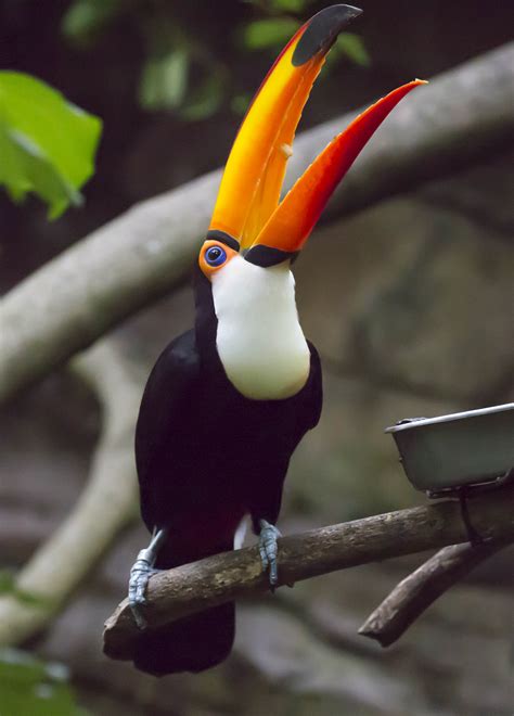 Pictures And Information On Toco Toucan