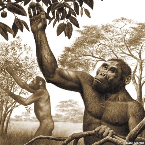 Australopithecus Afarensis Reconstruction By Raul Martin Ancient