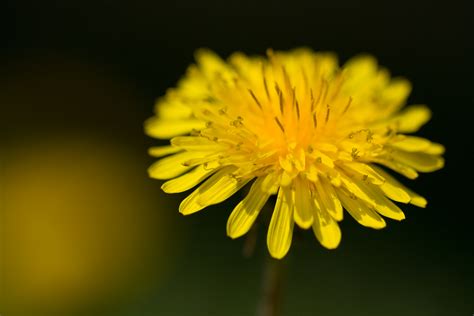 Dandelion Weed Heals Liver And Numerous Conditions Heal Naturally