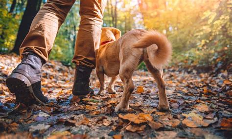 The Essential Guide To Hiking With Your Dog The Dogington Post Dogs