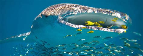 Ningaloo Reef Western Australia Whale Sharks Exmouth