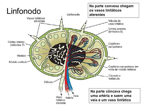 Qual A Função Dos Linfonodos
