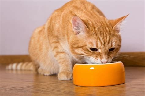 猫に餌を与える時の量や回数、フードの選び方からおすすめ商品まで ねこちゃんホンポ