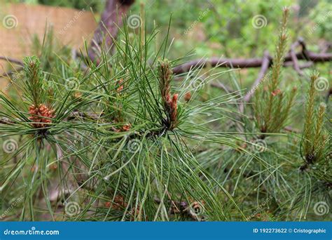 Pinus Tabuliformis Stock Photo Image Of Beauty Flora 192273622