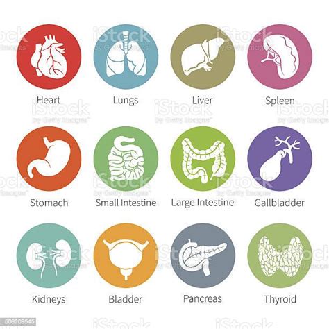 Vector Icon Set Of Human Internal Organs In Flat Style Stock