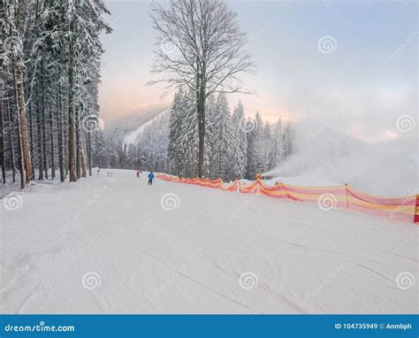 Ski Slope Among Spruce Forest In Ski Resort In Carpathians Stock Image