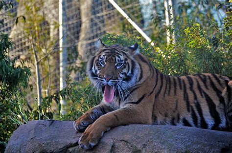 Chester Zoo Sumatran Tiger Does This Look Good Sab89 Flickr
