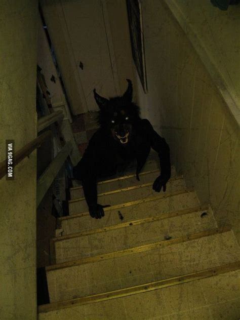 What Would You Do When You See This Coming Up Your Stairs In 2020