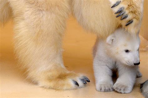 Polar Bear Cub Ventures Out Of Birth Cave For First Time Nbc News