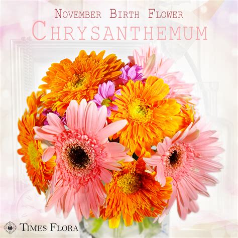November Birth Flower Is Chrysanthemum Chrysanthemum Also Symbolizes