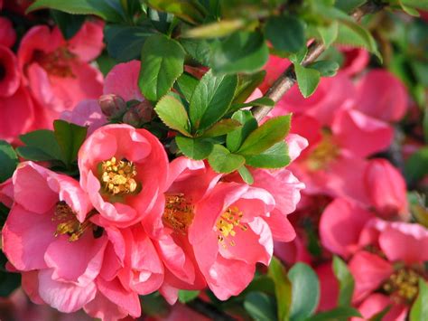 Dit is het mooiste gebruik van vaste planten; Free Red summer flowers Stock Photo - FreeImages.com